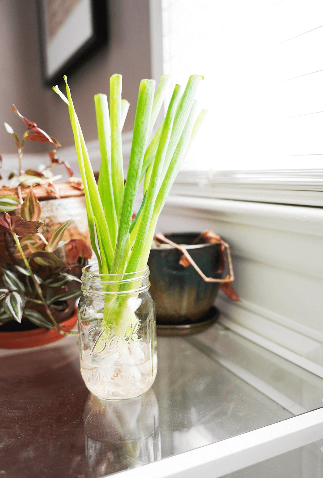Green onions in mason jar in sunlight
