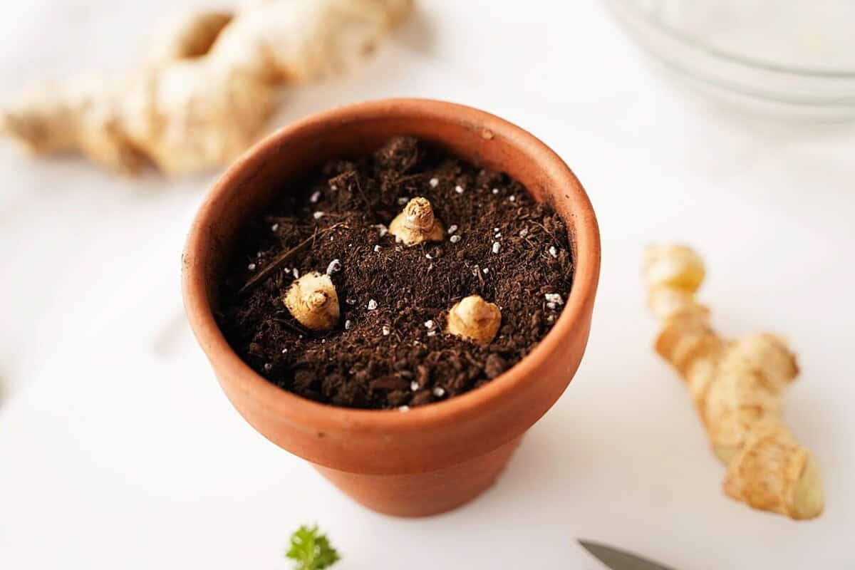 Planting Ginger in pot