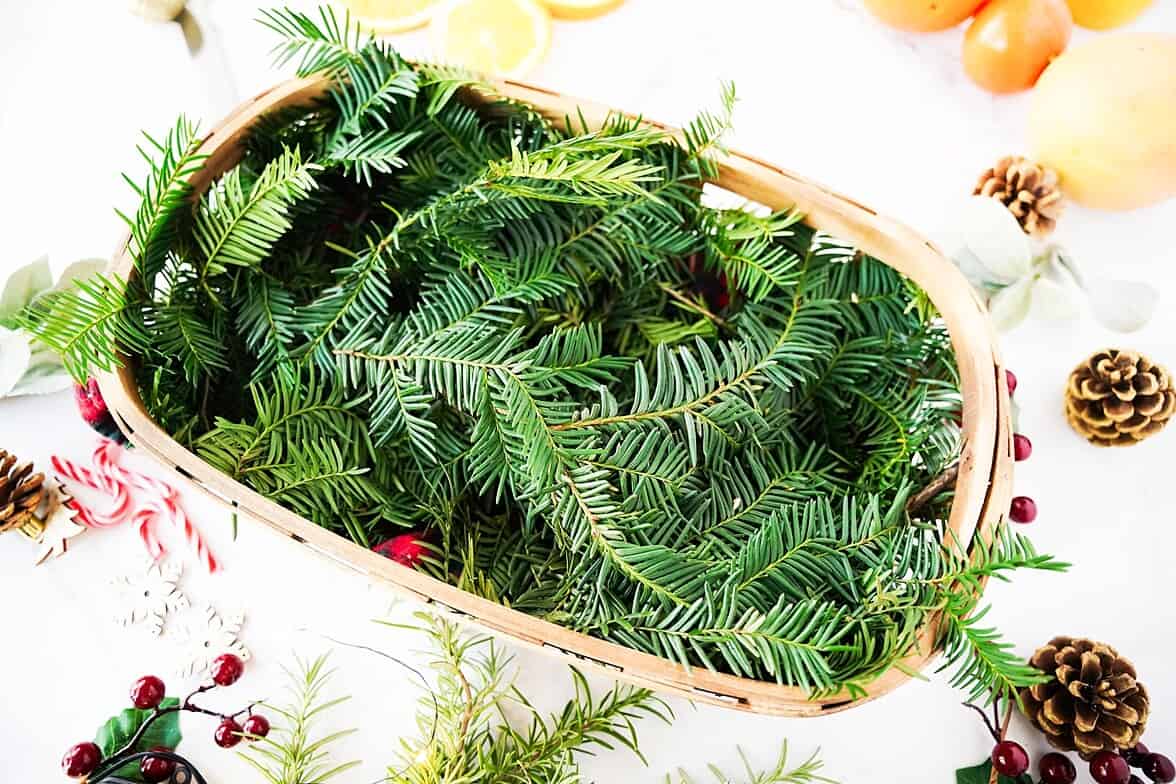 pines at the the bottom of basket