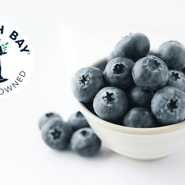 North Bay Logo in top left corner next to a bowl of white blueberries